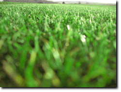 frisches Grün = gesunder Rasen